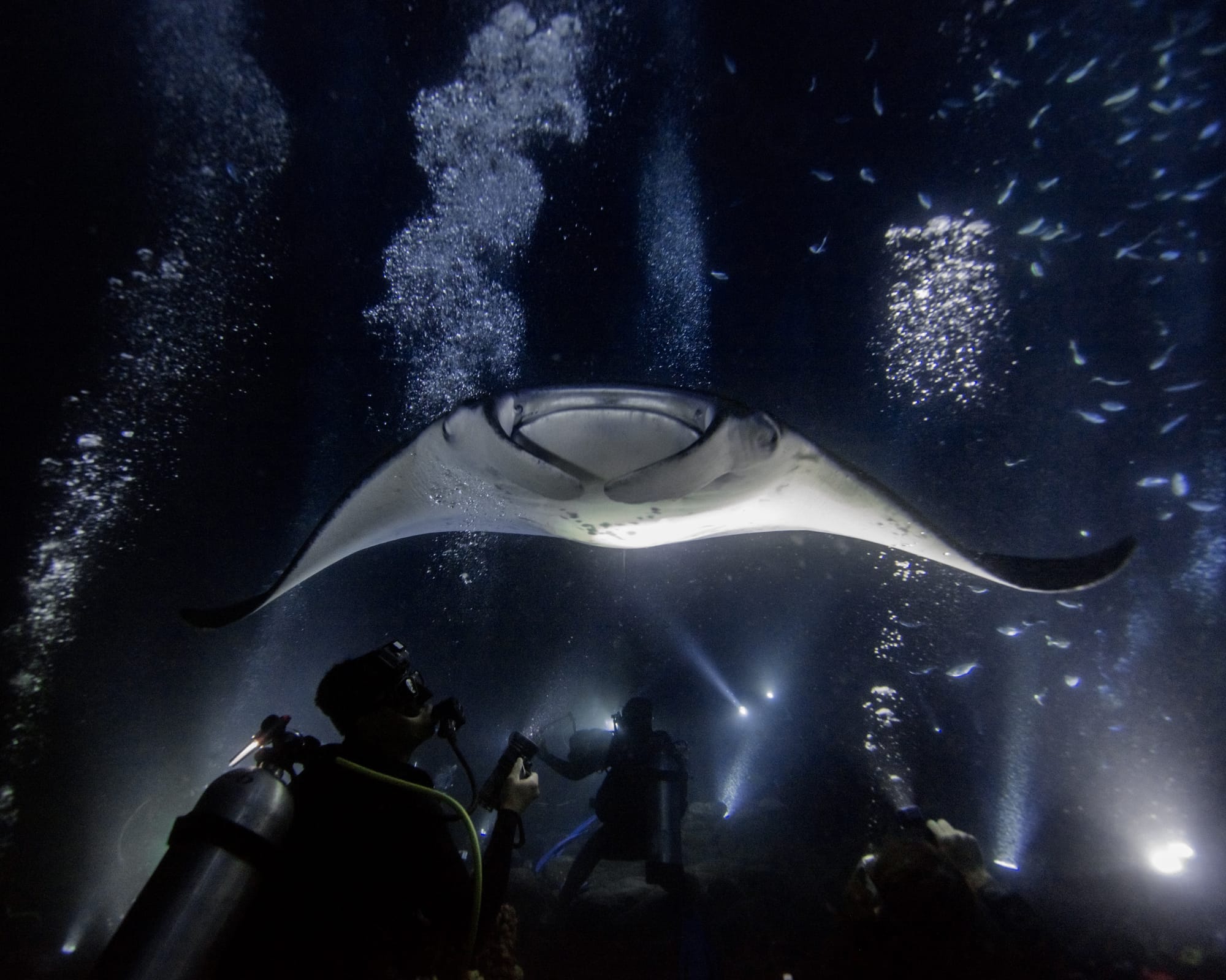 Manta ray gliding underwater, illuminated by dive lights